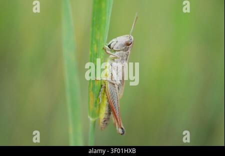 Common field grasshopper Chorthippus brunneus sitting resting peacefully cute detail perched on green grass meadow field insect bug nature wildlife Stock Photo