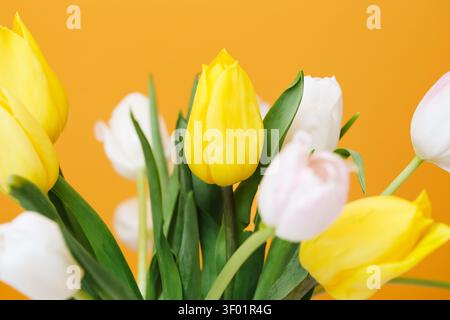 Yellow and pale pink tulips arranged against warm orange background. Colorful spring flowers for seasonal decoration greeting celebration. Stock Photo