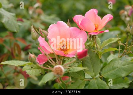 Coral pink shrub rose, rosa, Rosa Morning Mist ‘ausfire’, in flower. Stock Photo