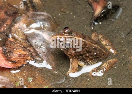 Minervarya Frog Resting on Forest Floor in Natural Habitat Stock Photo