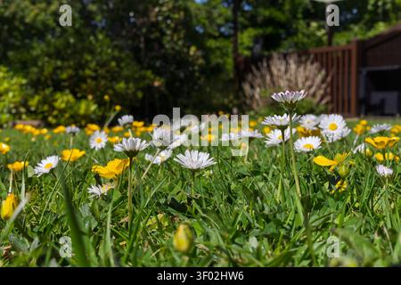 Close up ground level perspective of white daisies and yellow buttercups growing naturally through a domestic lawn in spring Stock Photo
