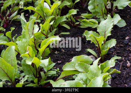 Rows of young beetroot plants with bright green leaves and red-purple veins and stems, growing in dark soil in a vegetable garden after rain Stock Photo