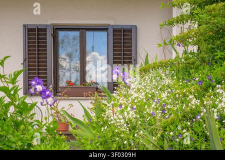 A garden with bearded irises, periwinkles and chamomile at a house in Predjama, Slovenia. Stock Photo