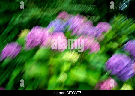 Vibrant impressionistic image of pink and purple hydrangea flowers and greenery in summer created using intentional camera movement or ICM Stock Photo