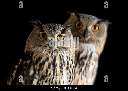 Two owls stand close together in a dark space. Their eyes are bright and focused. The owls have detailed feathers and appear alert. They seem to obser Stock Photo