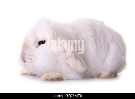 aries rabbit in front of white background Stock Photo