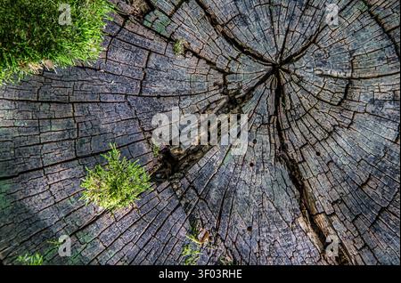 An old stump in the woods. The texture of wood with moss. Cracks in the tree. Stock Photo