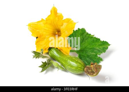 Young zucchini with flower and leaves on a white background. Fresh zucchini shoot close-up. Stock Photo