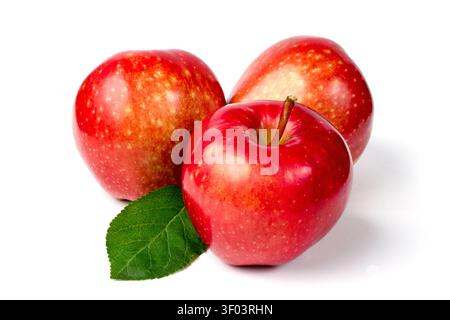 Apples of the Kandil Sinap variety. Red apples on a white background. Three apples and an apple leaf on a white background. Stock Photo