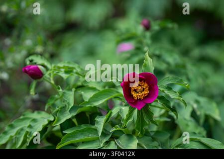 Magenta woodland peony (Paeonia species) in bloom with golden stamens, surrounded by lush green foliage in a botanical garden. Stock Photo