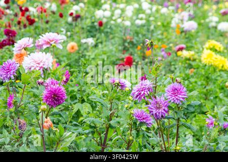Multicolor Dahlias greenery variety garden. Different set Dahlia flowers bush grow flower bud plant bloom. Gardening Stock Photo