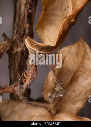 Detailed close up shows dried flower petals, curled plant fibers and rough stem surfaces in warm neutral tones, creating organic abstract texture with Stock Photo