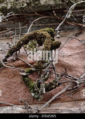 Mossy branches crossing weathered sandstone wall with rugged texture and patina Stock Photo