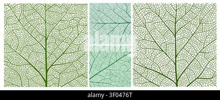 Birch, maple and oak leaf vein texture, closeup plant cells pattern and tree leaf skeleton structure. Organic macro abstract green tree foliage texture backgrounds with the venation lattice lines Stock Vector