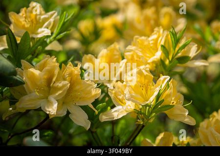 Bright yellow Japanese azalea (Rhododendron japonicum) blossoms glowing in warm spring sunlight, creating a vibrant floral display. Stock Photo