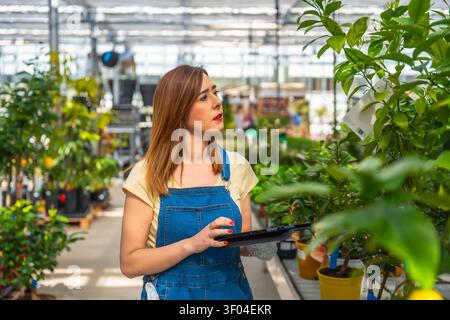 Woman gardener using digital tablet in greenhouse Stock Photo