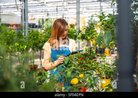 Woman gardener checking plants using digital tablet in greenhouse Stock Photo