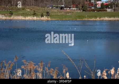 wide tranquil blue lake in an urban park on a clear sunny day, rippling water dotted with white gulls and reflections, golden reed foreground, grassy Stock Photo