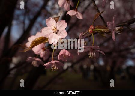 close-up of soft pink cherry blossoms and delicate petals on slender branches in warm spring light, shallowdof with creamy bokeh highlighting stamens, Stock Photo