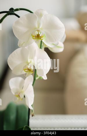 Elegant white phalaenopsis orchid in bloom indoors Stock Photo