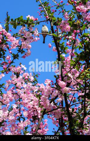 A small bird perches on a pink flowering tree branch Stock Photo
