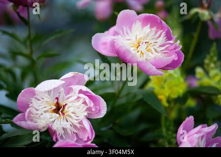 Pink Peony Flowers Blooming in Garden Stock Photo