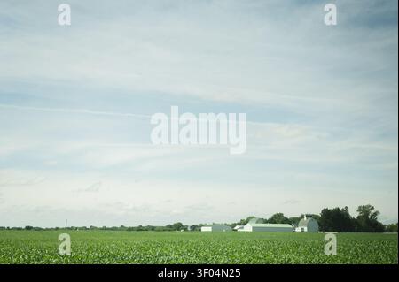 Green cornfield stretches toward a distant farm Stock Photo