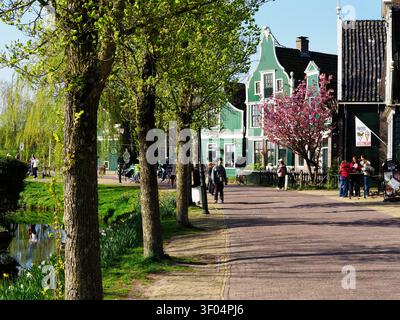Spring trees along Kalverringdijk at Zaanse Schans Zaandam North Holland The Netherlands Stock Photo