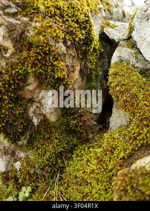 Dense green moss covering limestone rocks with a natural crevice between them. Close-up detail, Troodos Mountains, Cyprus. Stock Photo