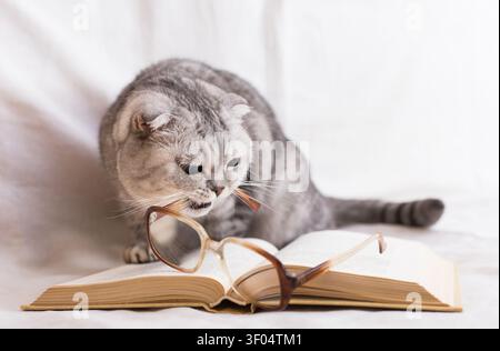 Cute cat plays with glasses and open books close up Stock Photo