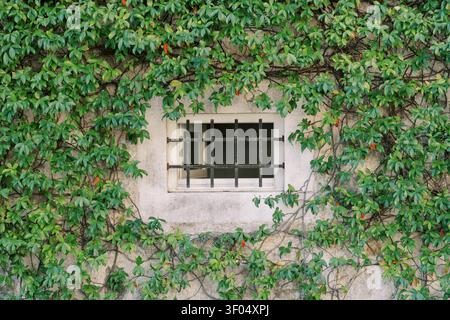 Ivy covered stone wall with barred window, dense climbing vines framing weathered masonry, moss patches and textured grout, softened Stock Photo