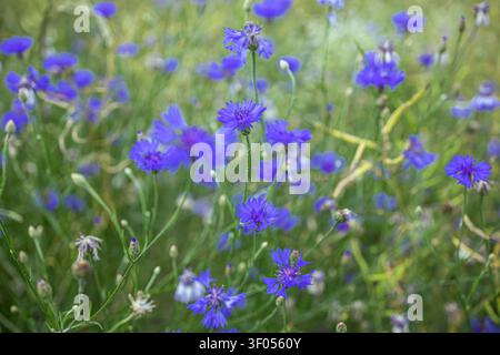Extreme macro shot of a vibrant blue cornflower blossom, showing delicate petal details and rich natural texture in soft summer morning light. Stock Photo