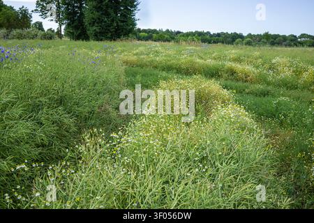 A winding rural road leading through a blooming yellow winter rapeseed field rich with wild blue cornflowers and white daisies on a sunny day Stock Photo
