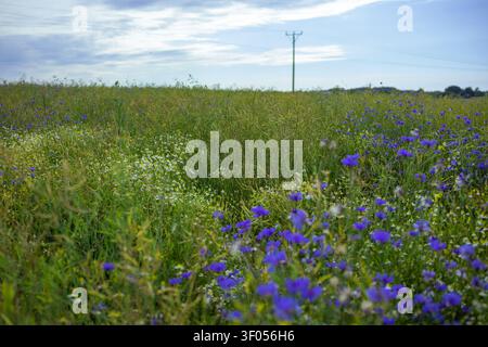 A scenic countryside dirt road cutting through a vibrant yellow winter rapeseed field filled with wild blue cornflowers and blooming daisies Stock Photo