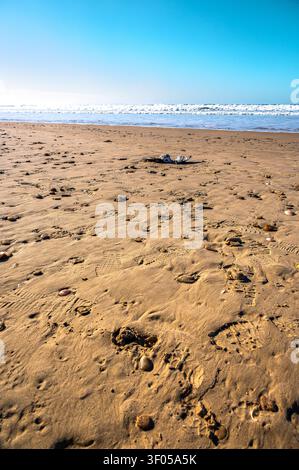 Sandy beach on the Atlantic coast in Andalusia, Spain, showing footprints, small stones and a dead seabird on the wet sand with gentle waves and clear Stock Photo