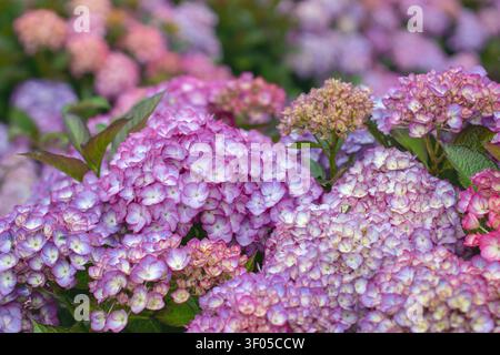 Close-up of purple Hydrangea macrophylla inflorescences with pale flower centers and a dreamy bokeh background. Also known as hortensia or bigleaf hyd Stock Photo