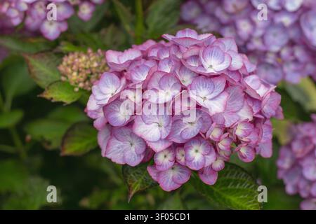 Close-up of a purple Hydrangea macrophylla flower cluster with pale florets and creamy bokeh. Also known as hortensia or bigleaf hydrangea, photograph Stock Photo