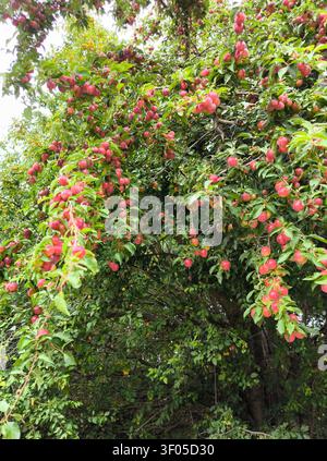 Abundant ripe cherry plums hanging on tree branches surrounded by lush green leaves in an orchard Stock Photo