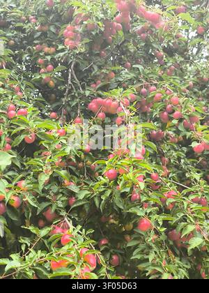 Abundant ripe cherry plums hanging on tree branches surrounded by lush green leaves in an orchard Stock Photo
