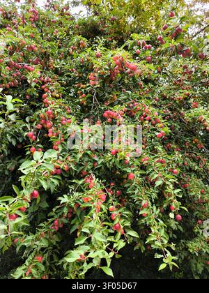 Abundant ripe cherry plums hanging on tree branches surrounded by lush green leaves in an orchard Stock Photo