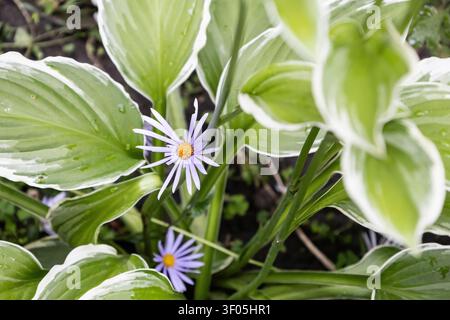 A beautiful close-up of delicate purple flowers blooming amidst lush green hosta leaves with white edges. A tranquil and fresh garden scene perfect fo Stock Photo