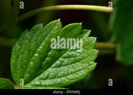 Strawberry leaf texture closeup Stock Photo