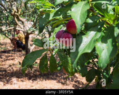 Detailed shot of fresh red plums ripening on a branch with green leaves. Farmer sitting blurred in the background. Agriculture concept. Stock Photo
