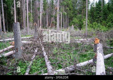 Forest glade with lots of fallen broken trees lying on ground, woodlands after storm and bug attack. Stock Photo