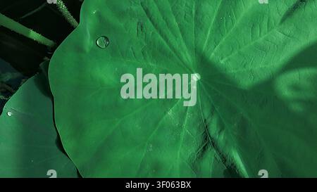A close-up shot of a dark green lotus leaf showcases several glistening water droplets resting on its surface. Stock Photo