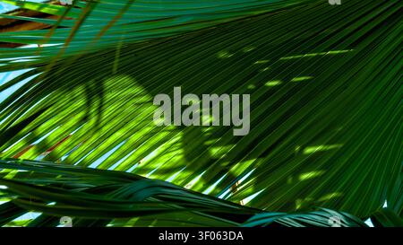 A close-up view of a large green palm leaf with intricate patterns, featuring shadows and highlights that emphasize its natural texture and form Stock Photo