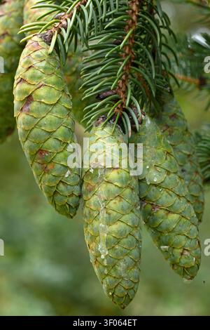 Tigertail spruce (Picea polita), cones Stock Photo
