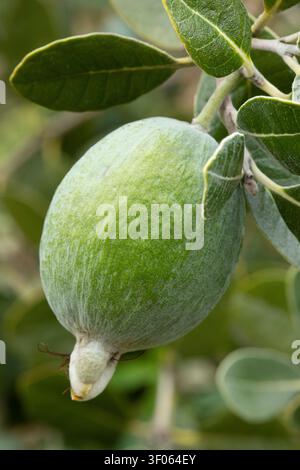 Pineapple guava fruit (Acca sellowiana) Stock Photo