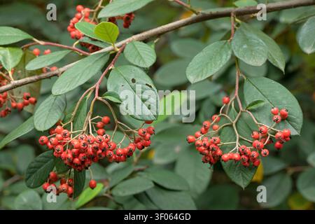 Milkflower cotoneaster (Cotoneaster lacteus), fruits Stock Photo
