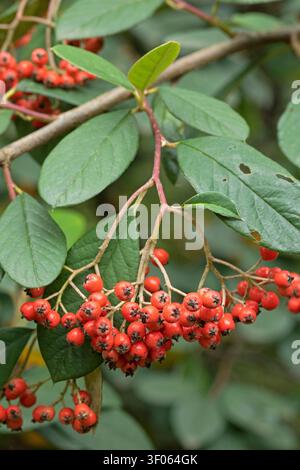 Milkflower cotoneaster (Cotoneaster lacteus), fruits Stock Photo